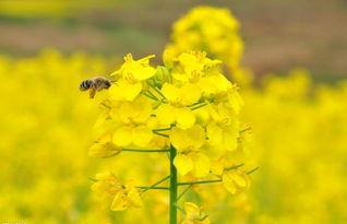 热点爆料油菜花视频,短视频记录下的春日田园风光