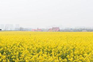 热点爆料油菜花视频,短视频记录下的春日田园风光 第2张 热点爆料油菜花视频,短视频记录下的春日田园风光 第2张